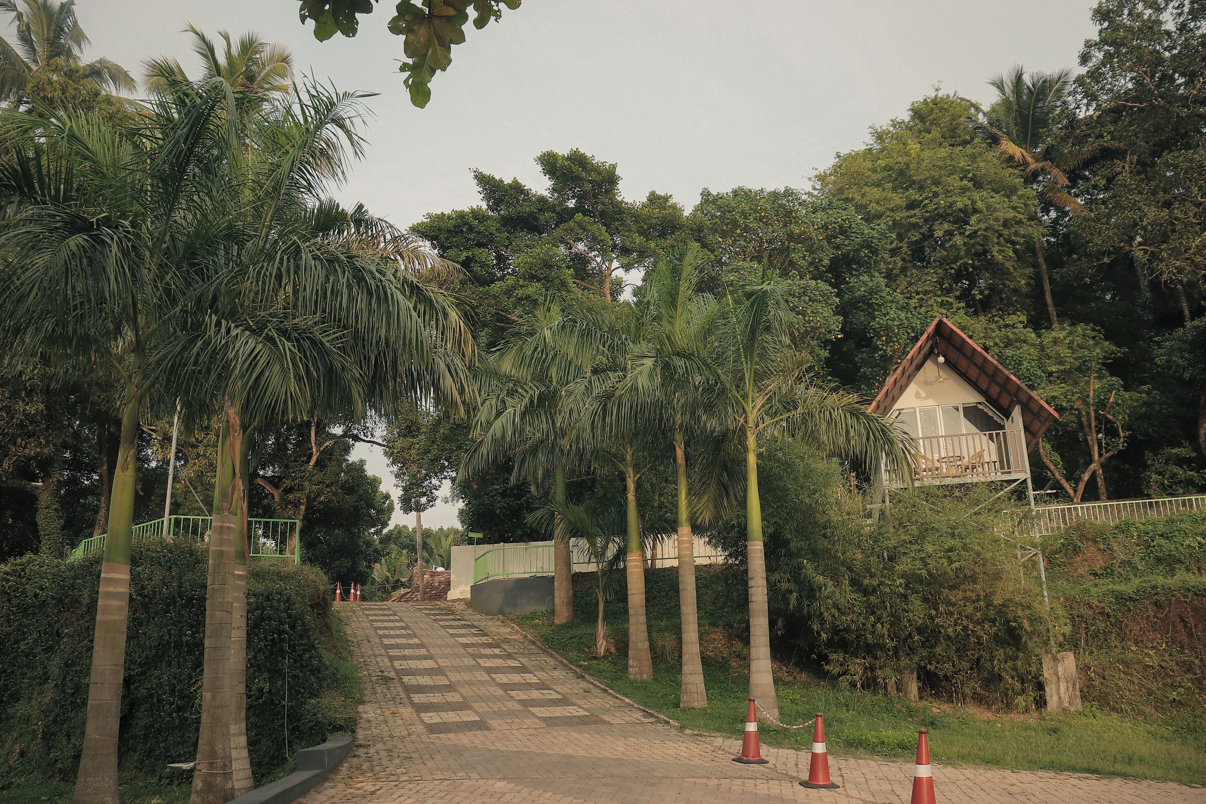 A pathway lined with palm trees leading to a building with a checkered roof.
