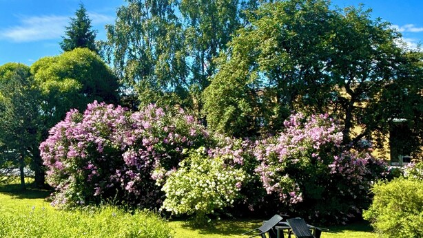 Een verzorgde tuin met diverse bomen en bloeiende struiken, een helderblauwe lucht en een zitgedeelte met een tafel en stoelen.