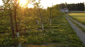 A vineyard with rows of trees and a path leading to a building.