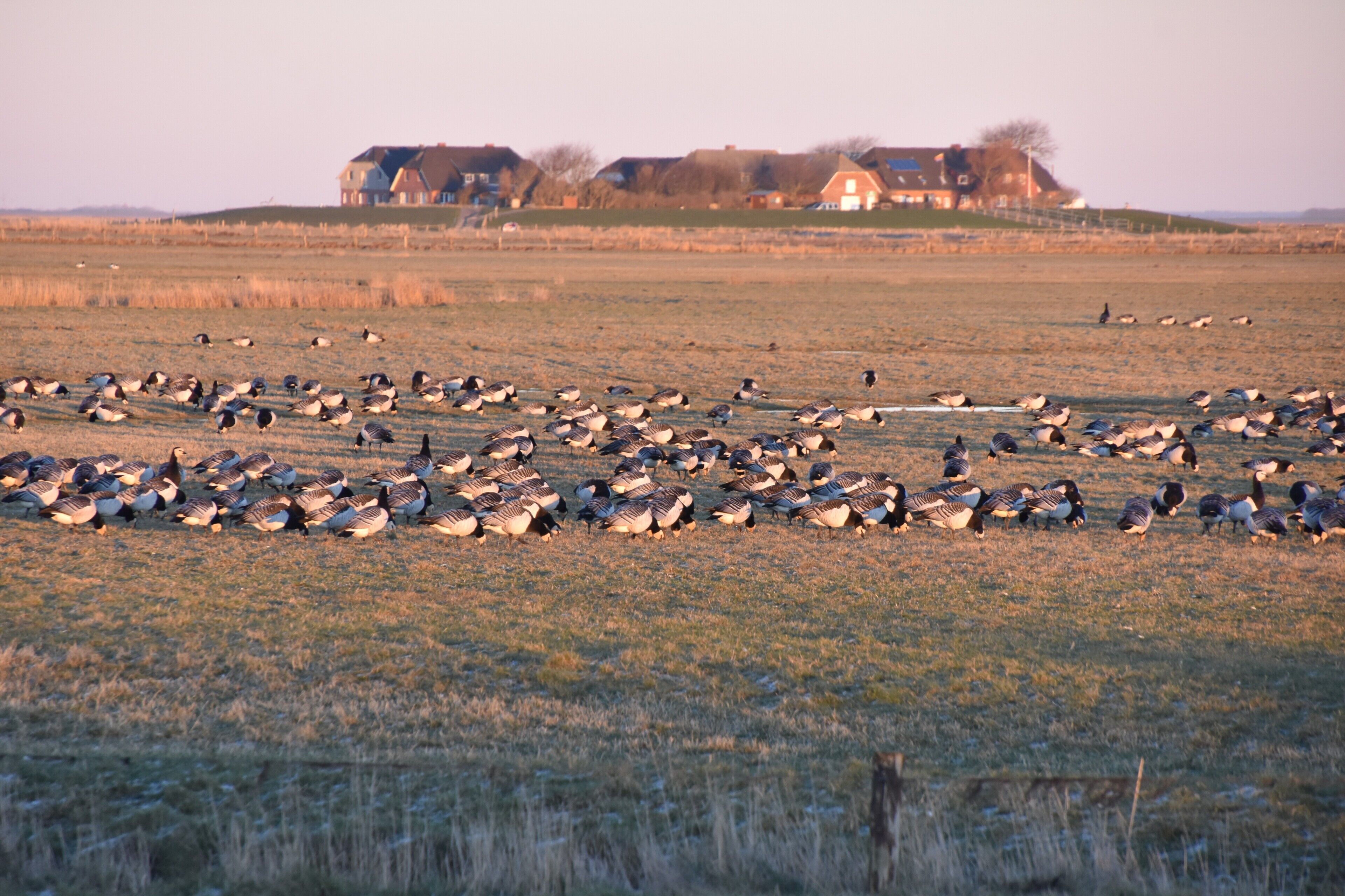 A large flock of birds in a field with houses in the background.