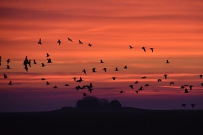Silhouetten van vogels die silhouet tegen een zonsondergang.
