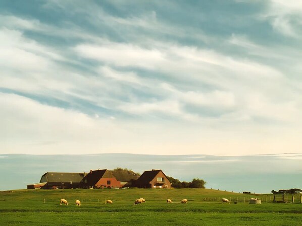 Een landelijk landschap met een boerderij, schapen die grazen en een heldere lucht.