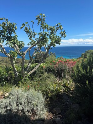 Miscellaneous - House sea view Palombaggia (Porto-Vecchio)