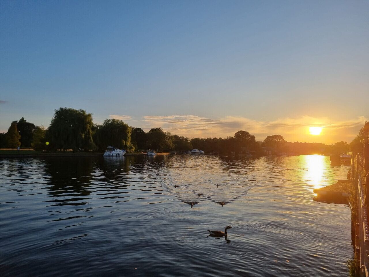 A calm lake at sunset with boats and a duck.
