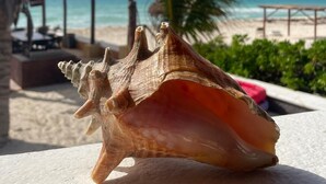 A seashell on a white surface with a beach and palm trees in the background.