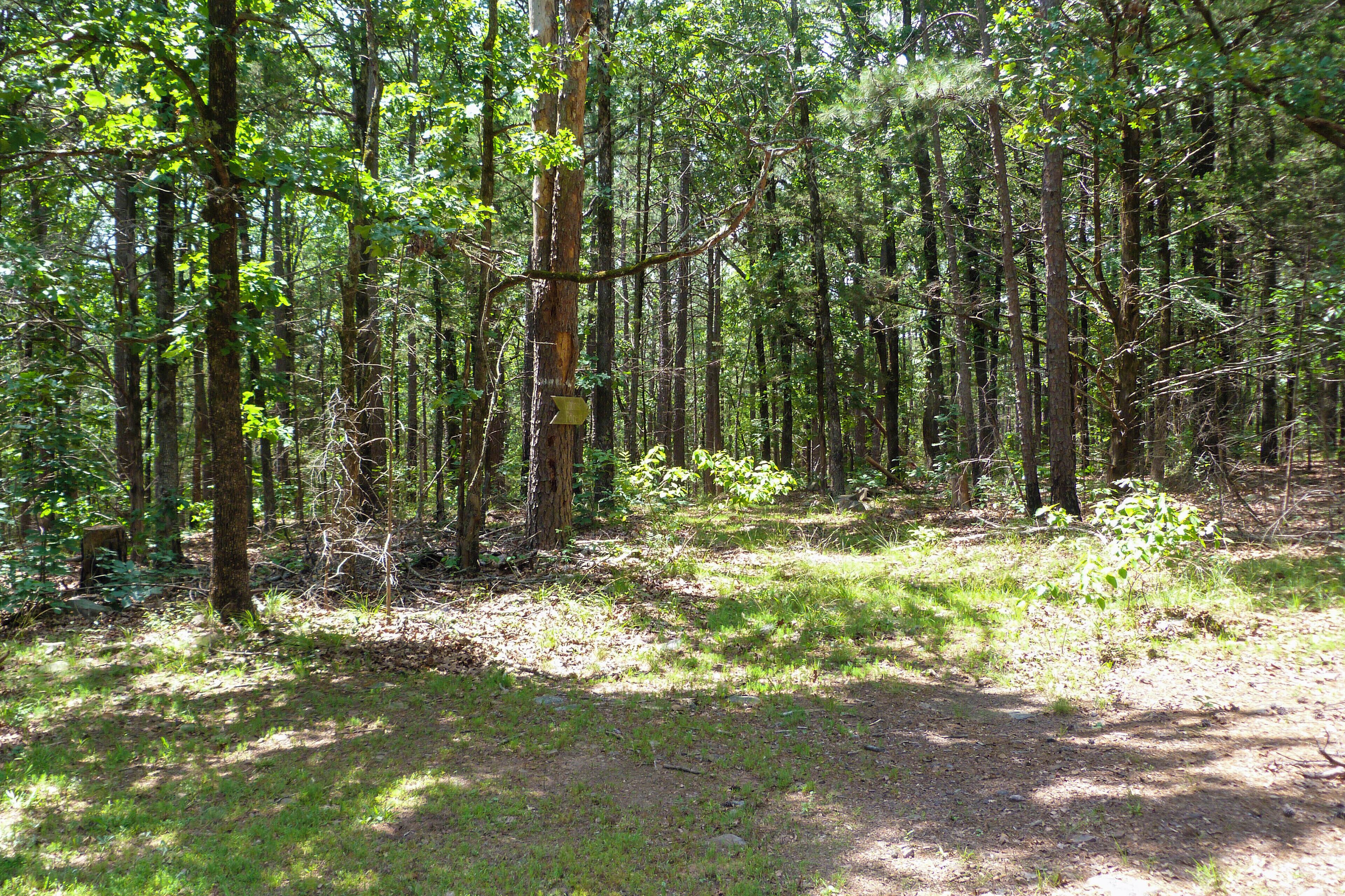 A forested area with a dirt path.