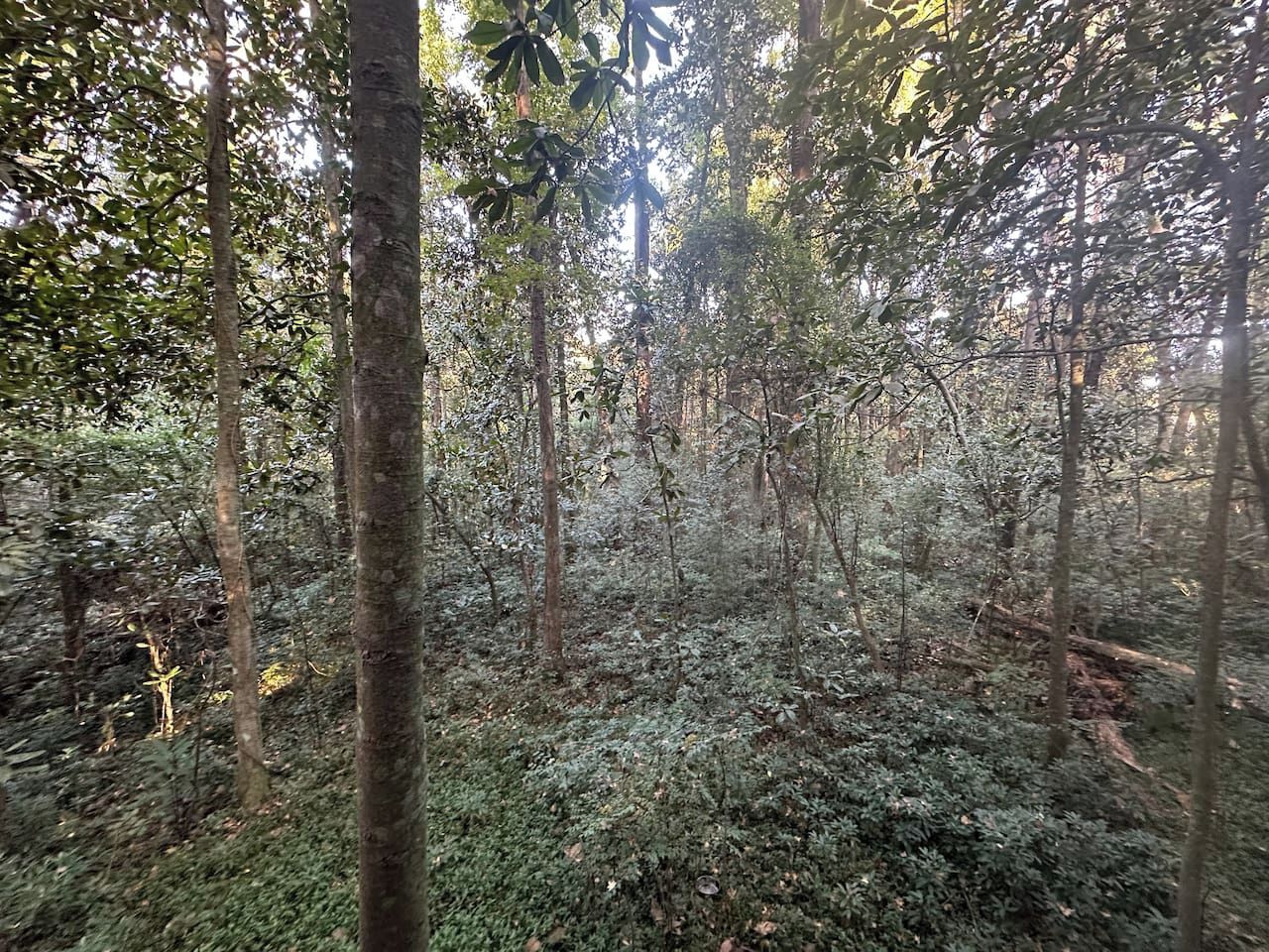 Une forêt dense, avec de grands arbres et un sous-bois touffu.