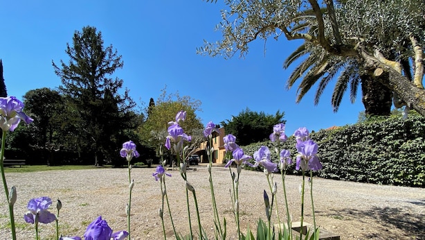 A garden with purple flowers and a pathway.