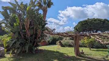 Een tuin met grote bananenplanten, een stenen gebouw en een dennenboom.