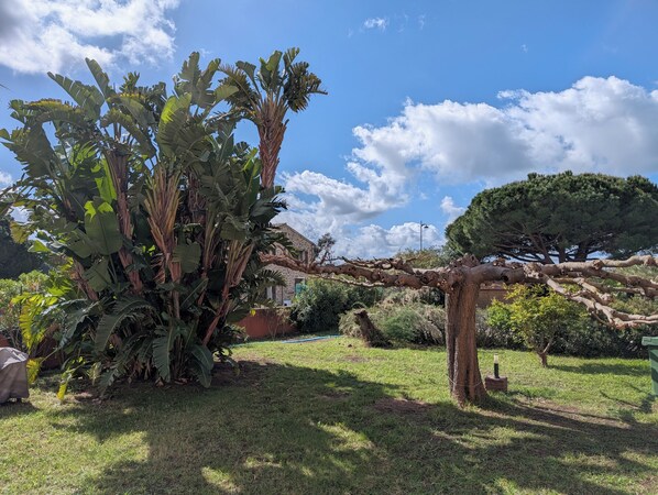 A garden with large banana plants, a stone building, and a pine tree.