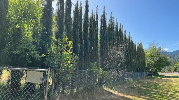 A fenced area with tall trees and a grassy field. - Private 1-bedroom 1-bathroom guest suite in the forested area of Trinity County. (Big Bar)
