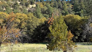 A natural landscape with a variety of trees and a grassy field. - Private 1-bedroom 1-bathroom guest suite in the forested area of Trinity County. (Big Bar)