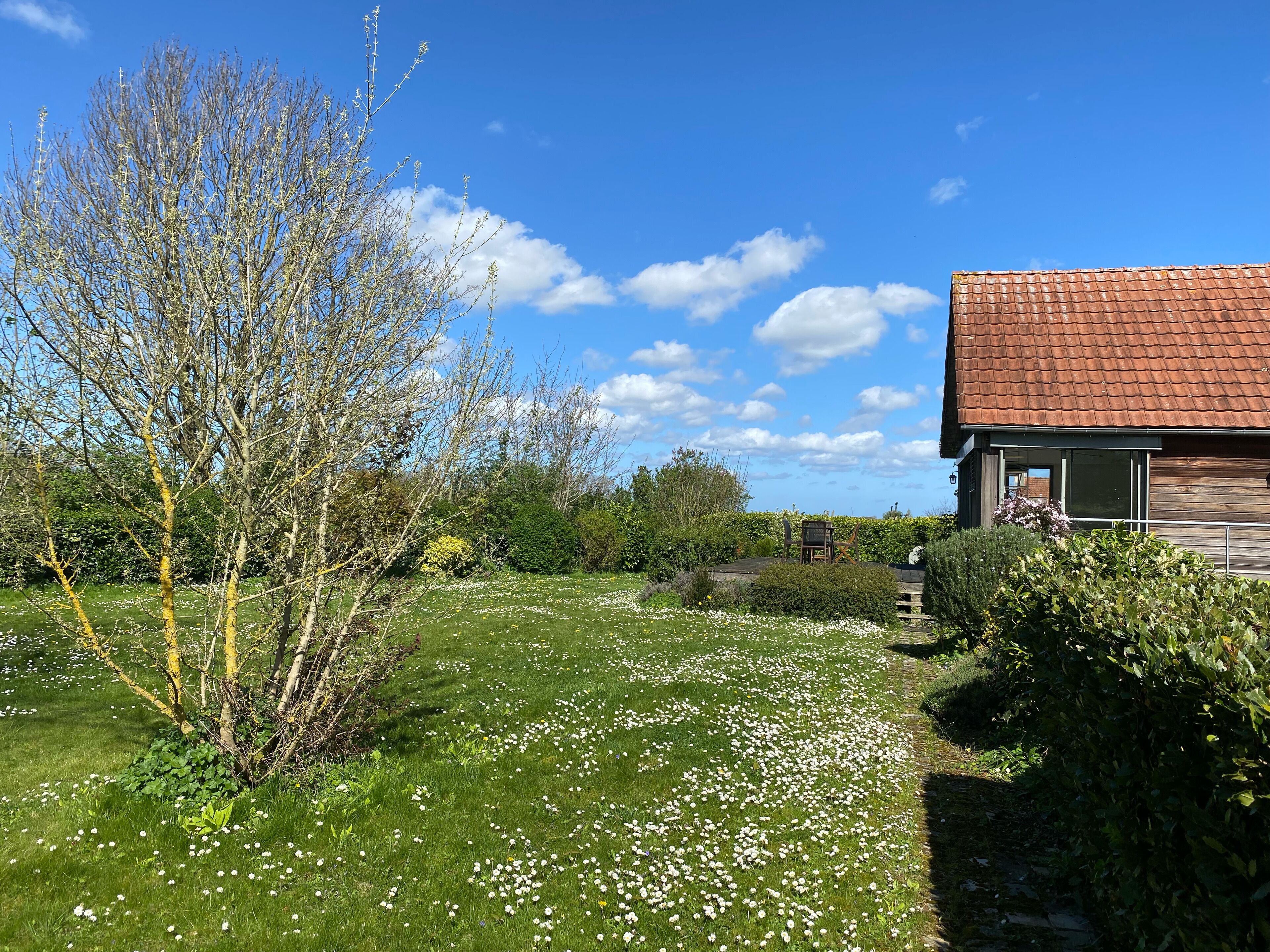 A house with a red roof, surrounded by a garden with white flowers and green grass.