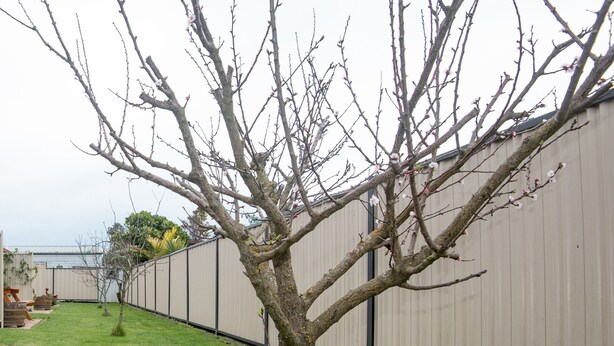 Un árbol en un patio trasero con una cerca de metal al fondo.