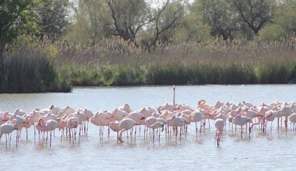 Un grupo de flamencos en aguas poco profundas.
