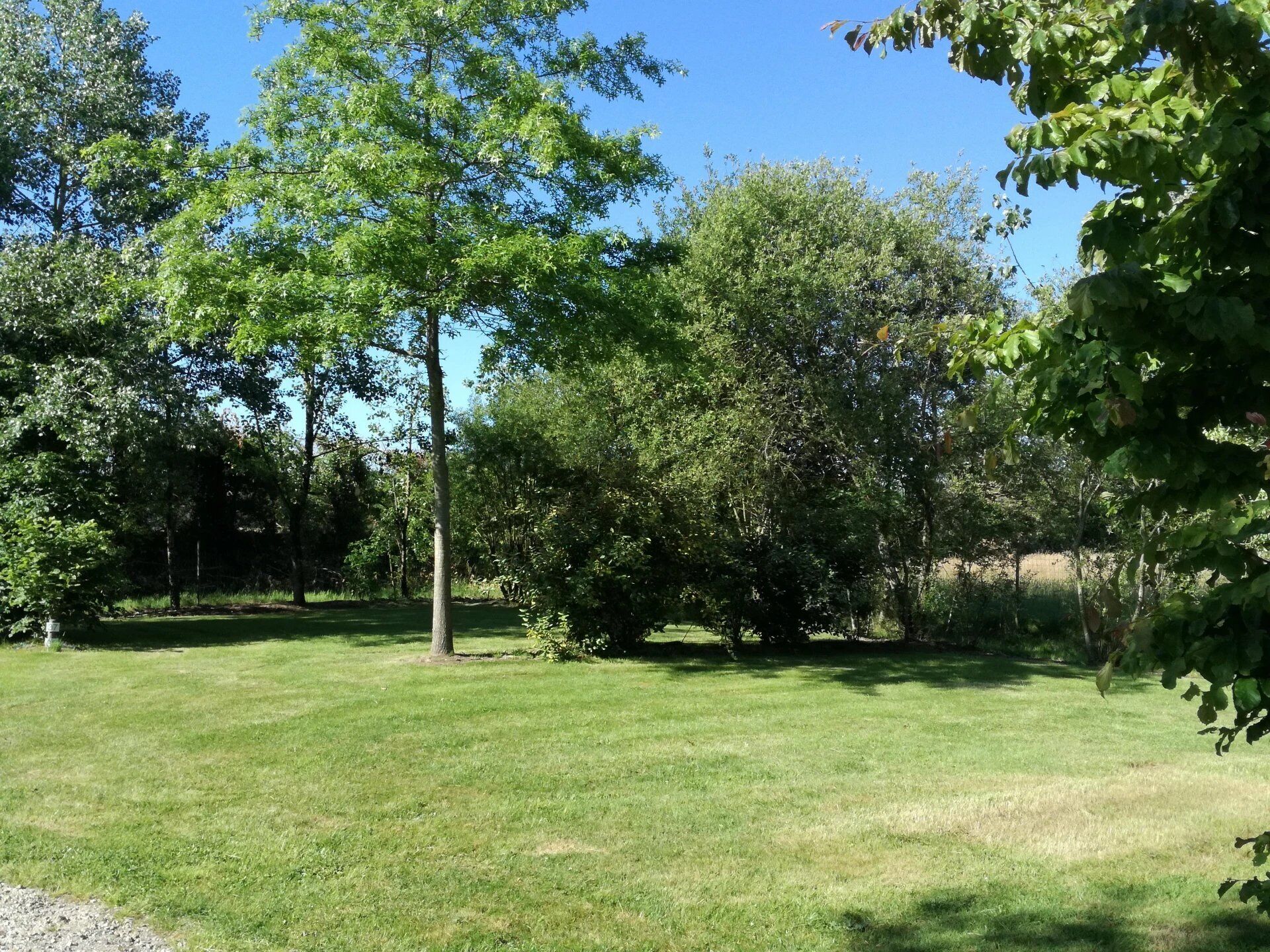 A grassy park area with trees and a clear sky.