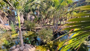 Un paysage naturel comprenant un étang, des rochers et diverses plantes tropicales.