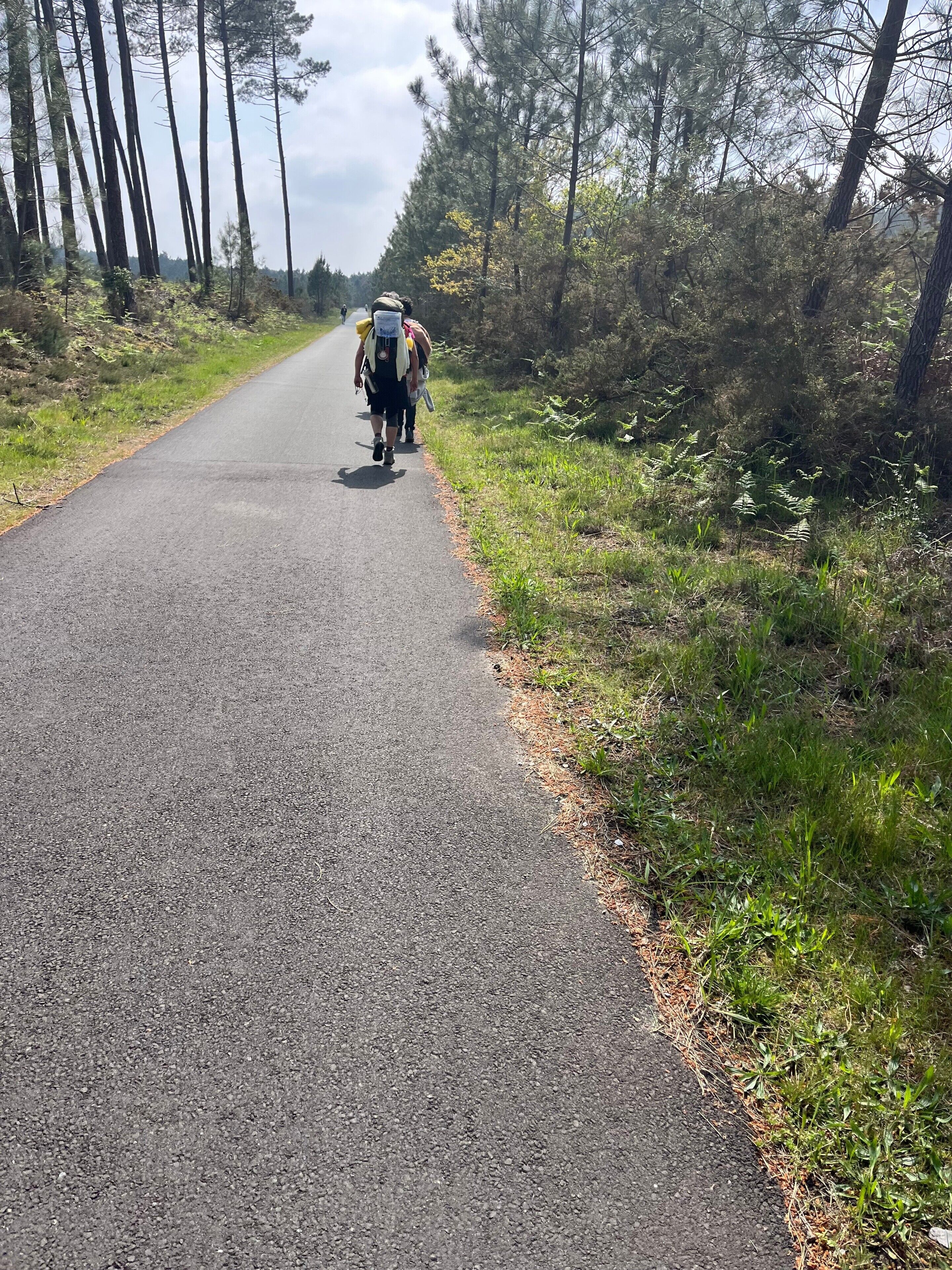 Una strada asfaltata costeggiata da alberi e erba.