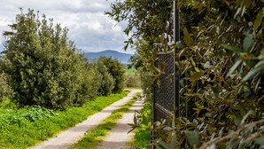 A gravel path flanked by dense foliage and a metal fence.