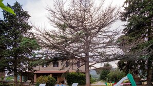 Ein Haus mit Terrasse, Gartenmöbeln und einem großen Baum.