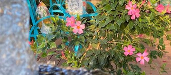 Charming bungalow near downtown Round Rock! High speed Wi-Fi!