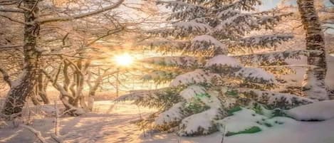 A snowy forest scene with sunlight filtering through trees.