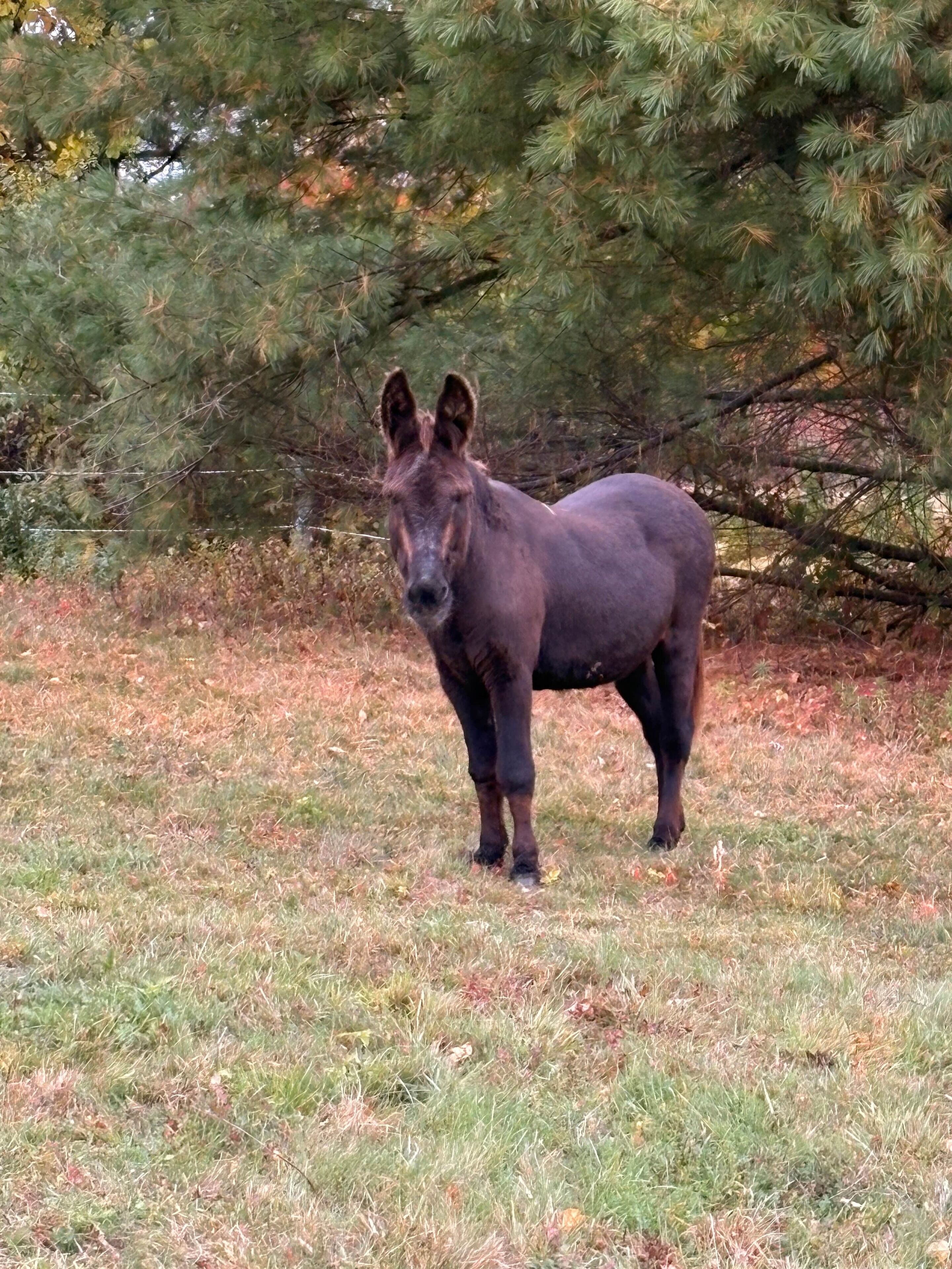 Un caballo de pie en un campo cubierto de hierba, con árboles al fondo.