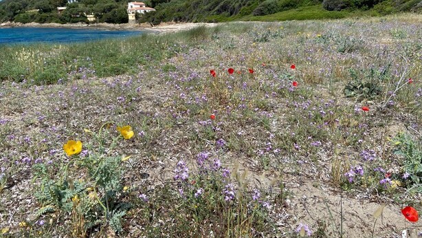 Un paisaje costero con un campo de flores silvestres, una playa y casas en una ladera.
