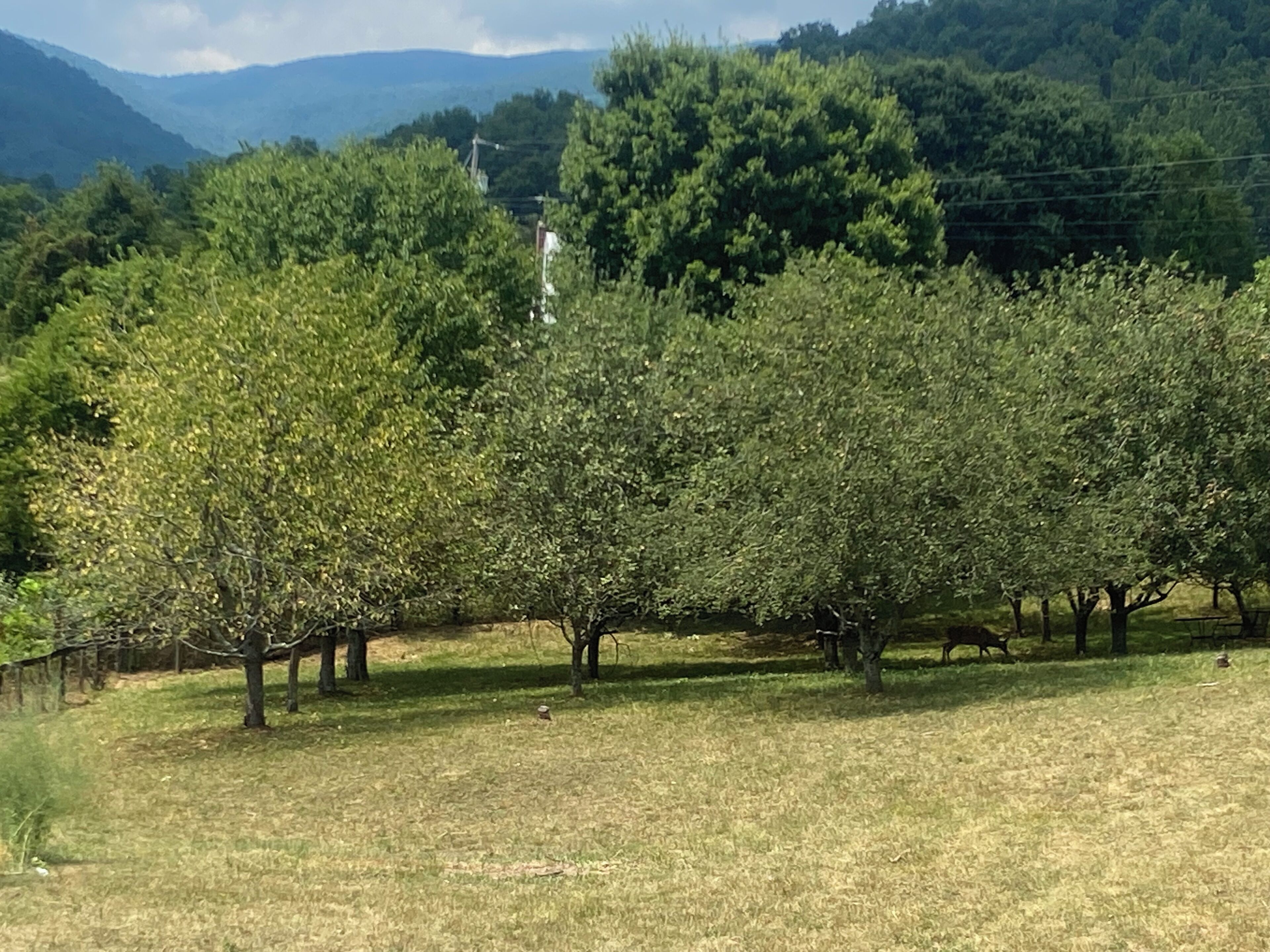 A row of trees in a field with a mountainous backdrop.
