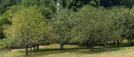 A row of trees in a field with a mountainous backdrop.