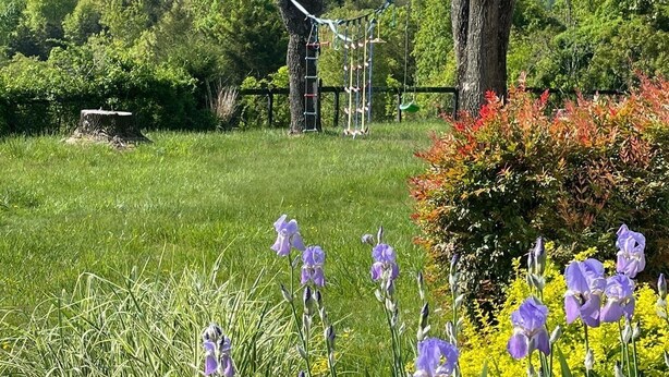 A garden with a variety of plants, including purple irises and a tree stump.