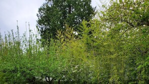 Une terrasse en bois avec une rambarde en métal, entourée de verdure et d’arbres.