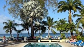 A poolside area with lounge chairs and a palm tree.