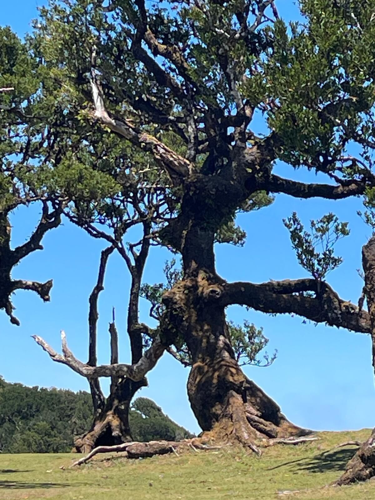 A large, mature tree with extensive branches and a thick trunk, set in a grassy field.