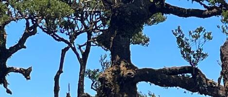A large, mature tree with extensive branches and a thick trunk, set in a grassy field.