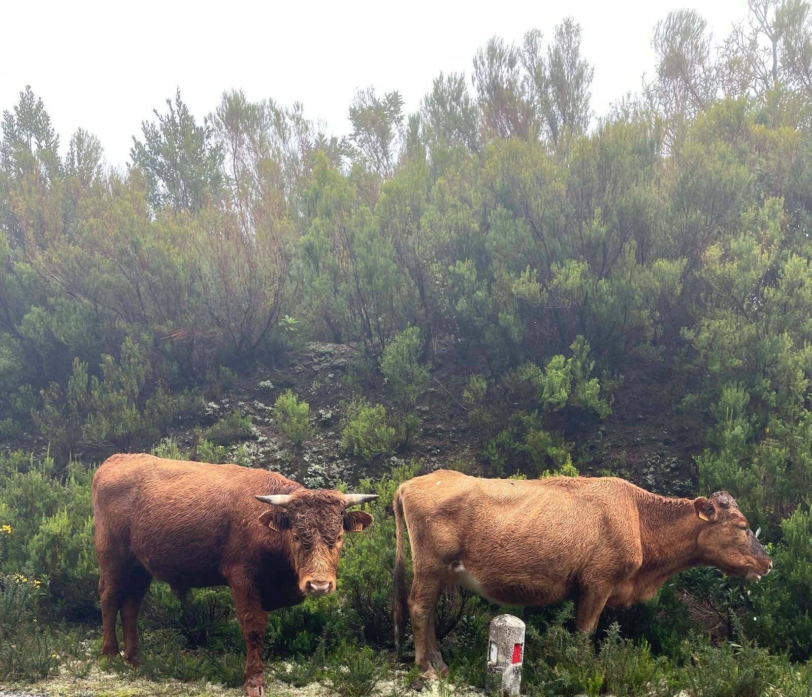 Dos vacas de pie en un entorno natural con abundante vegetación al fondo.