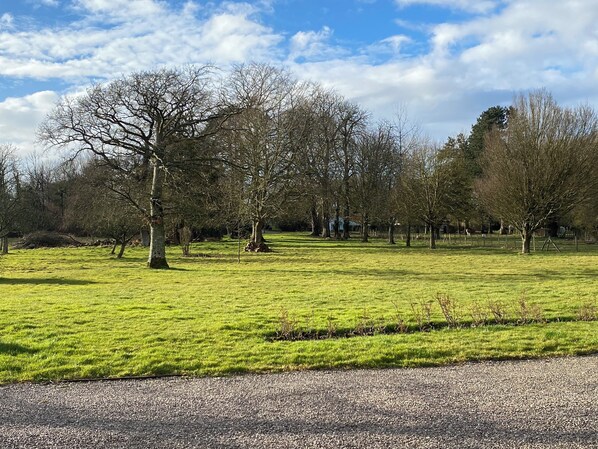 A grassy field with trees and a gravel path.