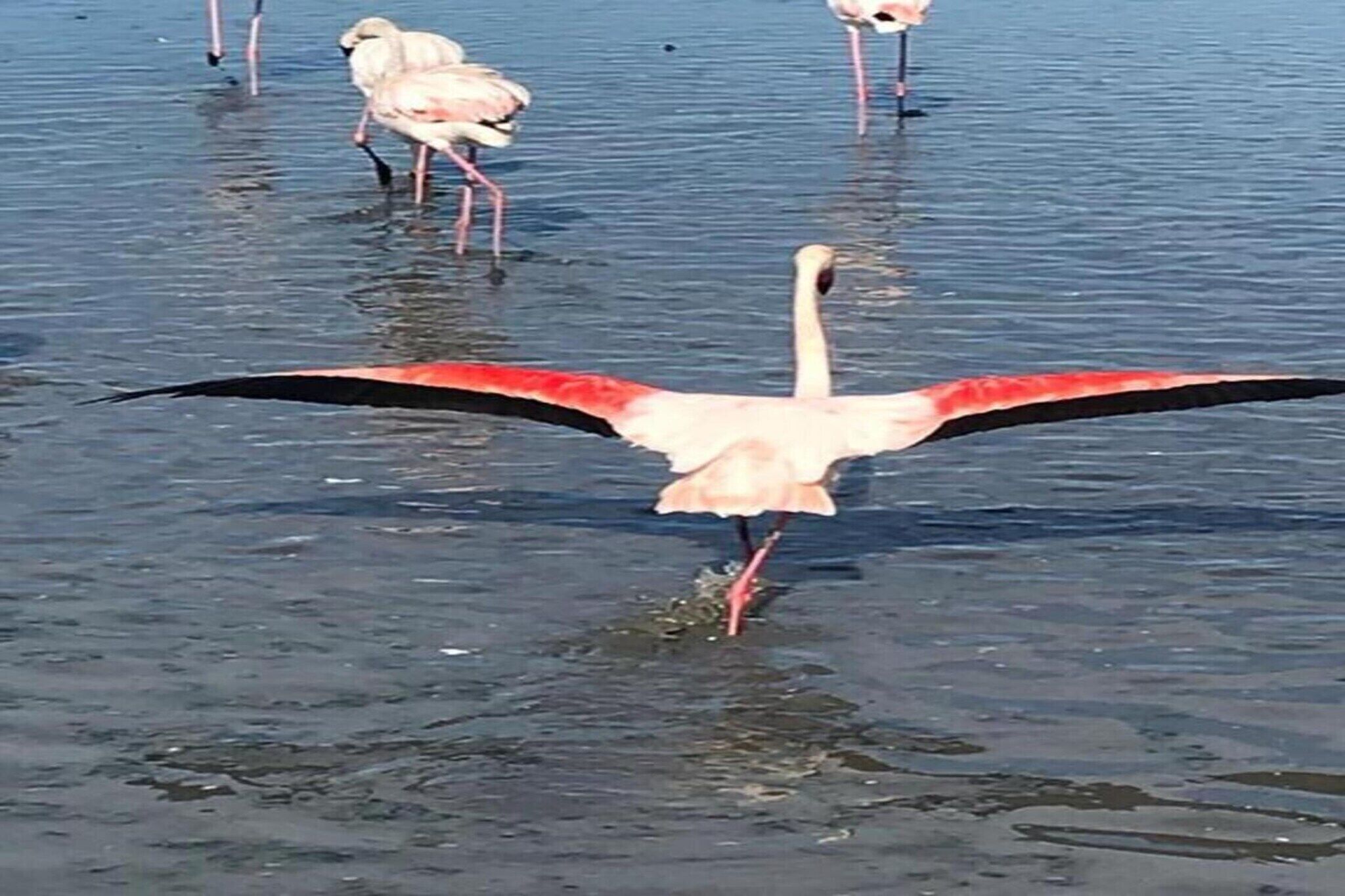 En flamingo med utbredda vingar, stående i grunt vatten.