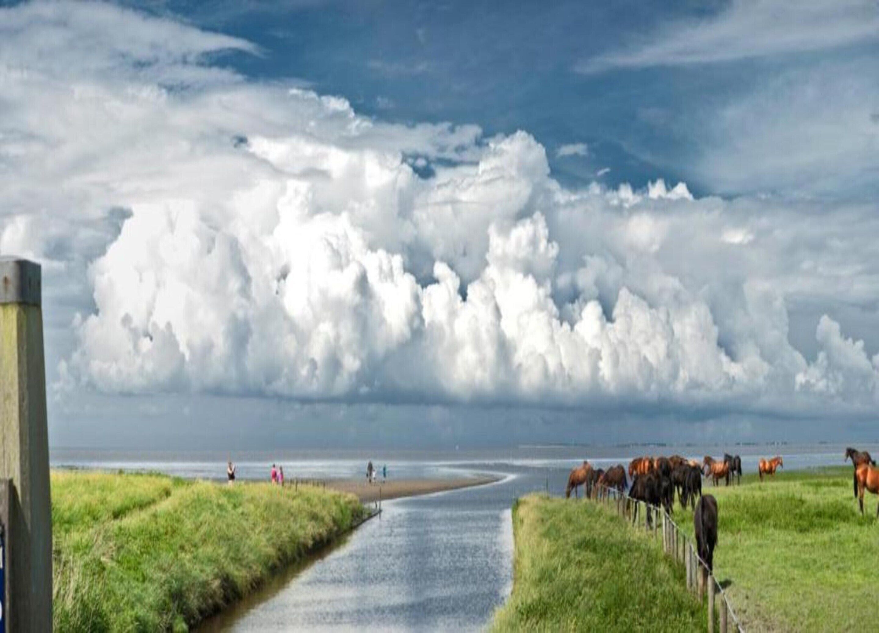 A coastal road with horses grazing, a grassy path, and a cloudy sky.