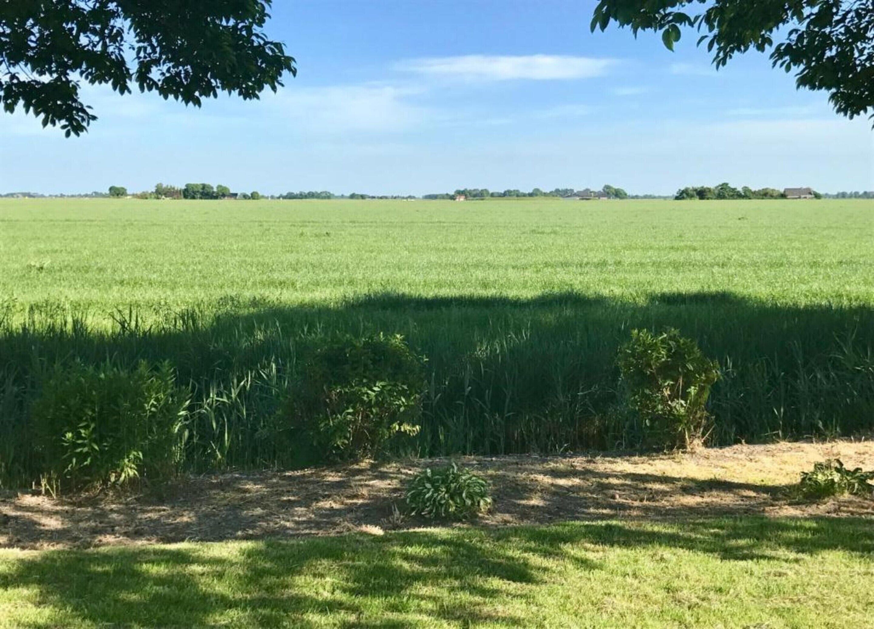 A wide-open field with a clear sky and distant trees.