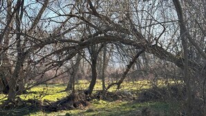 A natural landscape with a stream, trees, and grassy areas. - CASA RURAL EL POZO (San Bartolomé de Corneja)
