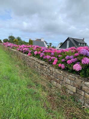 Surrounded by a vibrant hydrangea border, this charming house offers a serene escape.