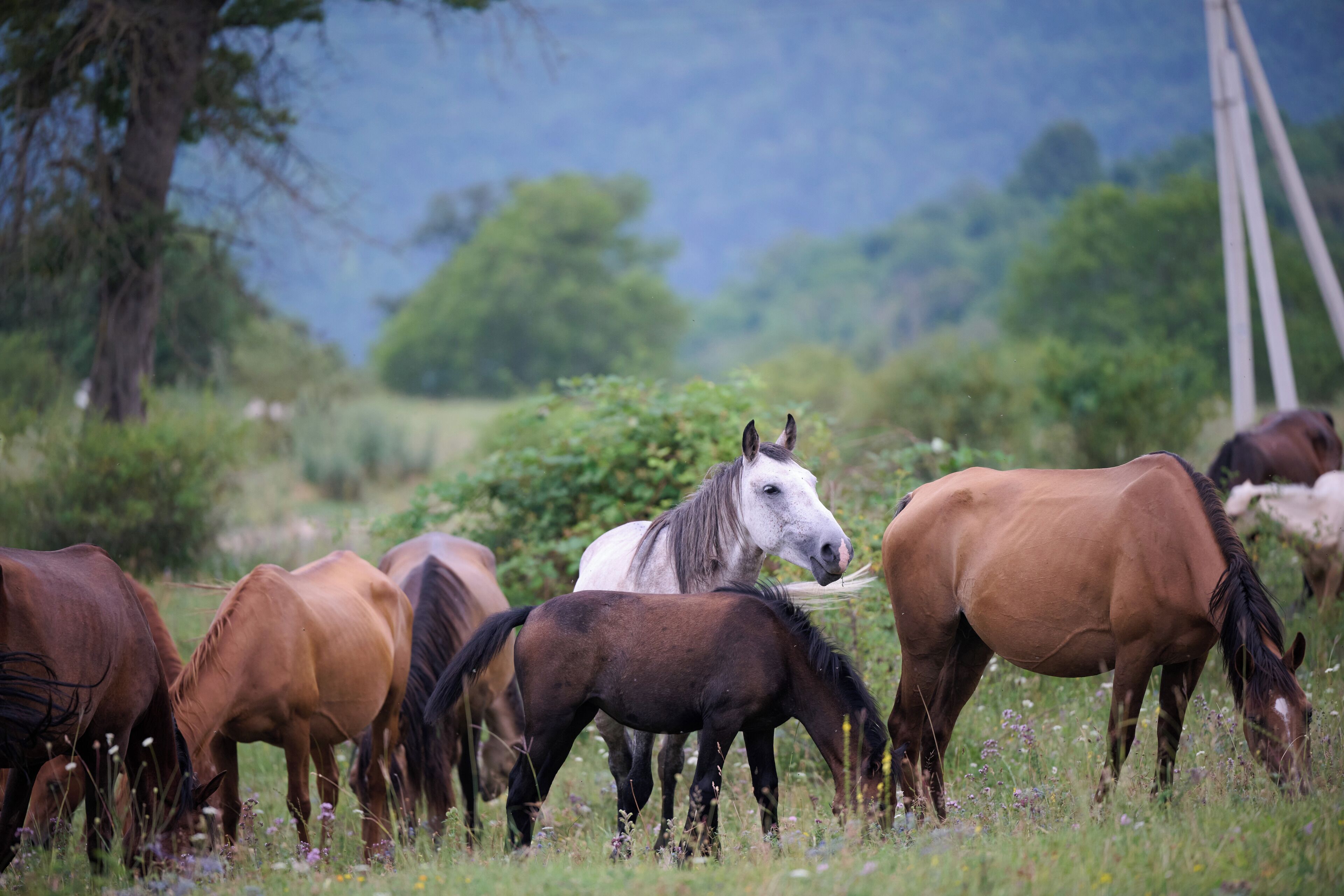 A group of horses grazing in a field with trees and a clear sky in the background.