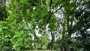 Un sentier de terre qui traverse une zone boisée, bordée d’arbres et de verdure.
