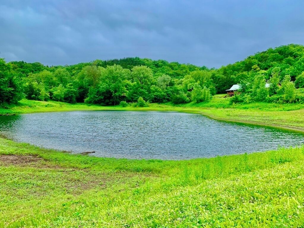 Ein friedlicher Teich, umgeben von üppiger Vegetation und einem Gebäude in der Ferne.