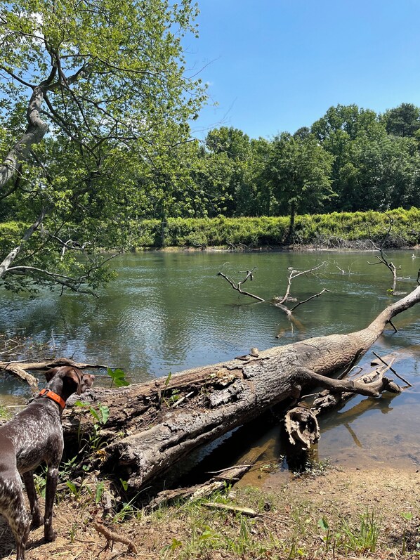 A natural landscape with a river, trees, and a fallen log.