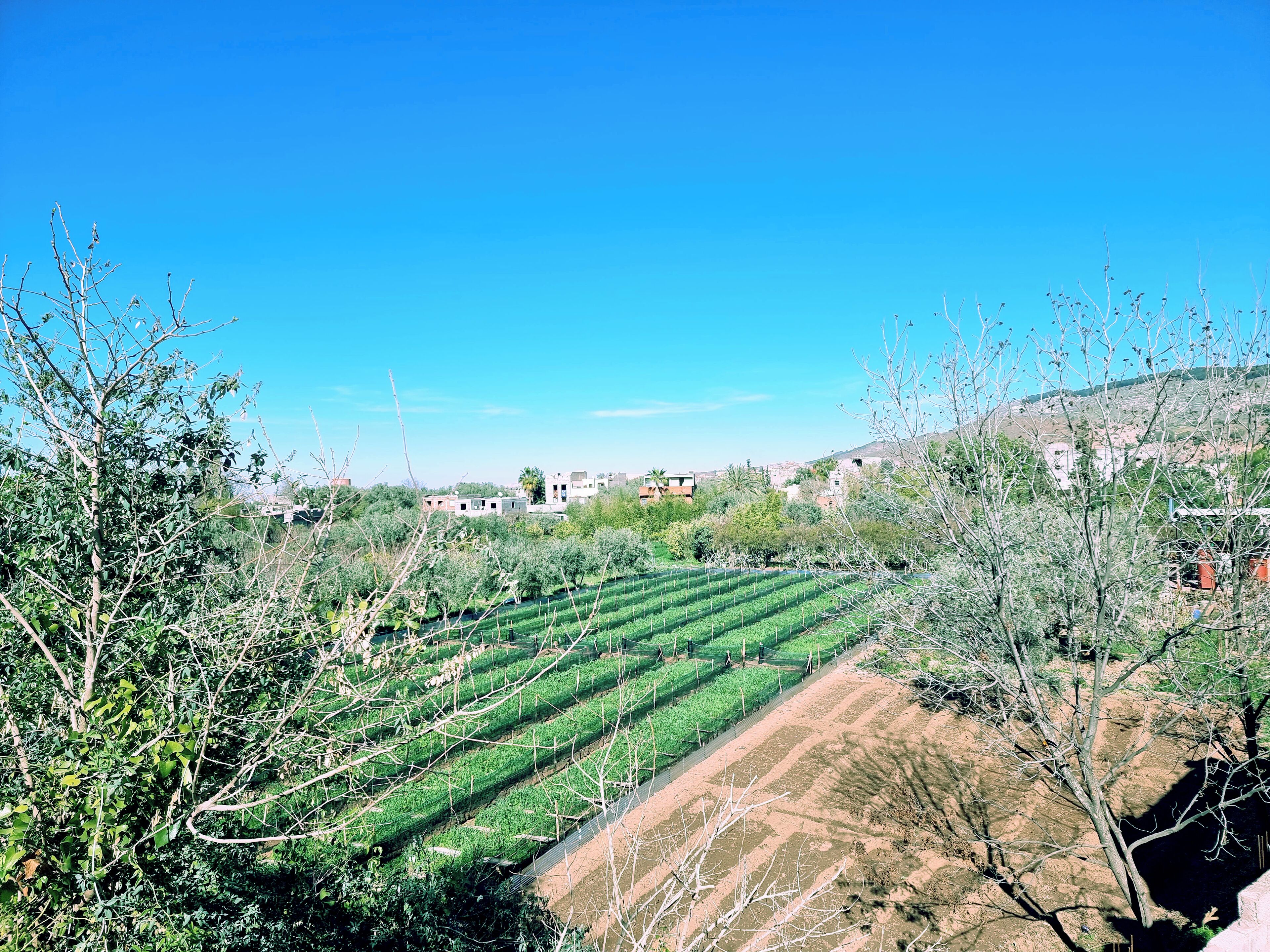 Paisaje rural con campos en terrazas, vegetación escasa y edificios al fondo.