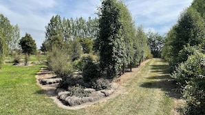 A landscaped garden with a variety of trees and shrubs, a dirt path, and a grassy area. - Country Getaway - Studio room with Ensuite in seven-acre landscaped gardens. (Waitohi)