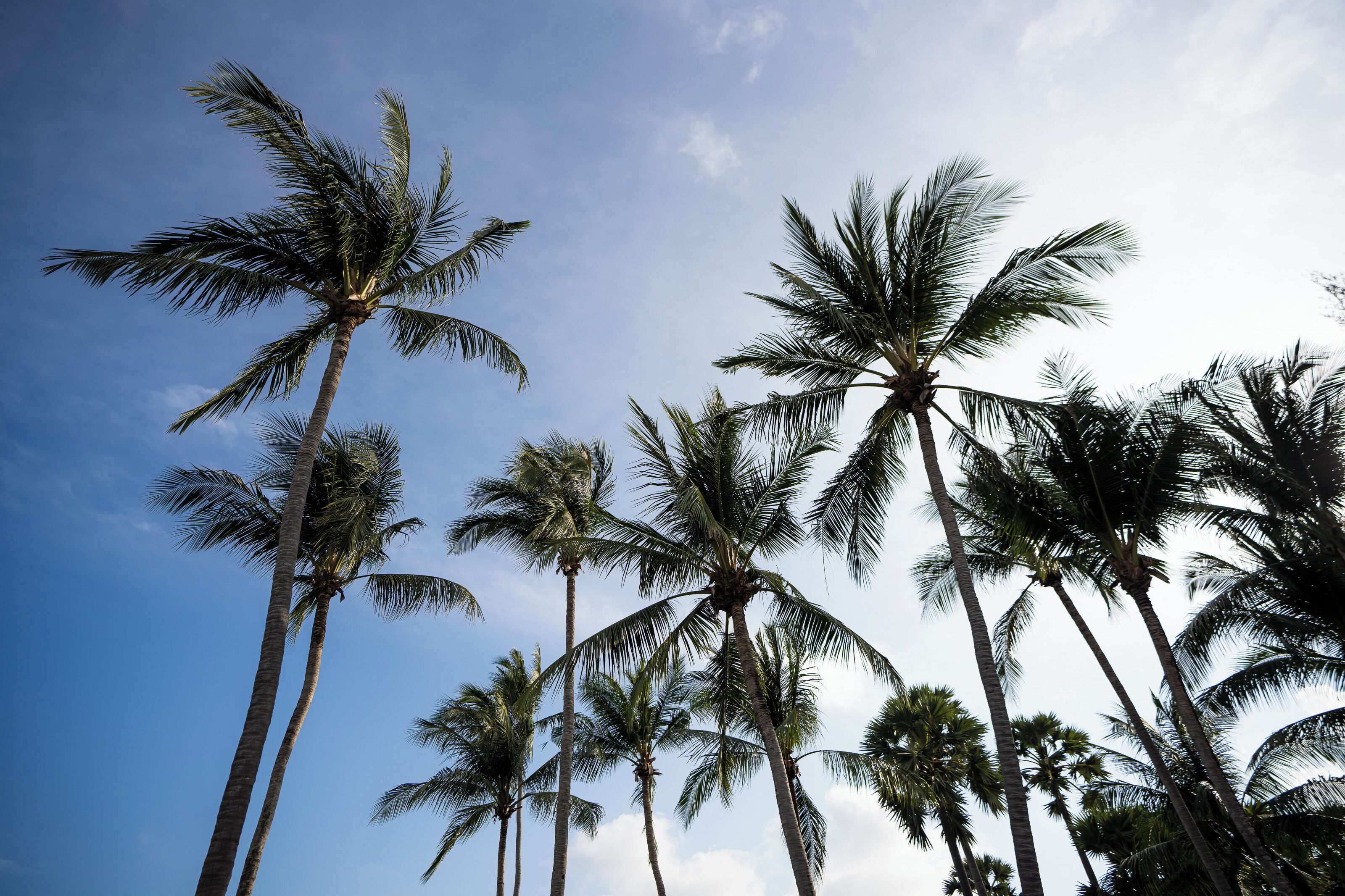 Tall palm trees against a clear sky.