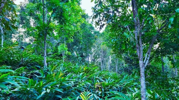 A dense forest with various types of trees and lush green foliage. - A one Cottage Munnar (Anachal)